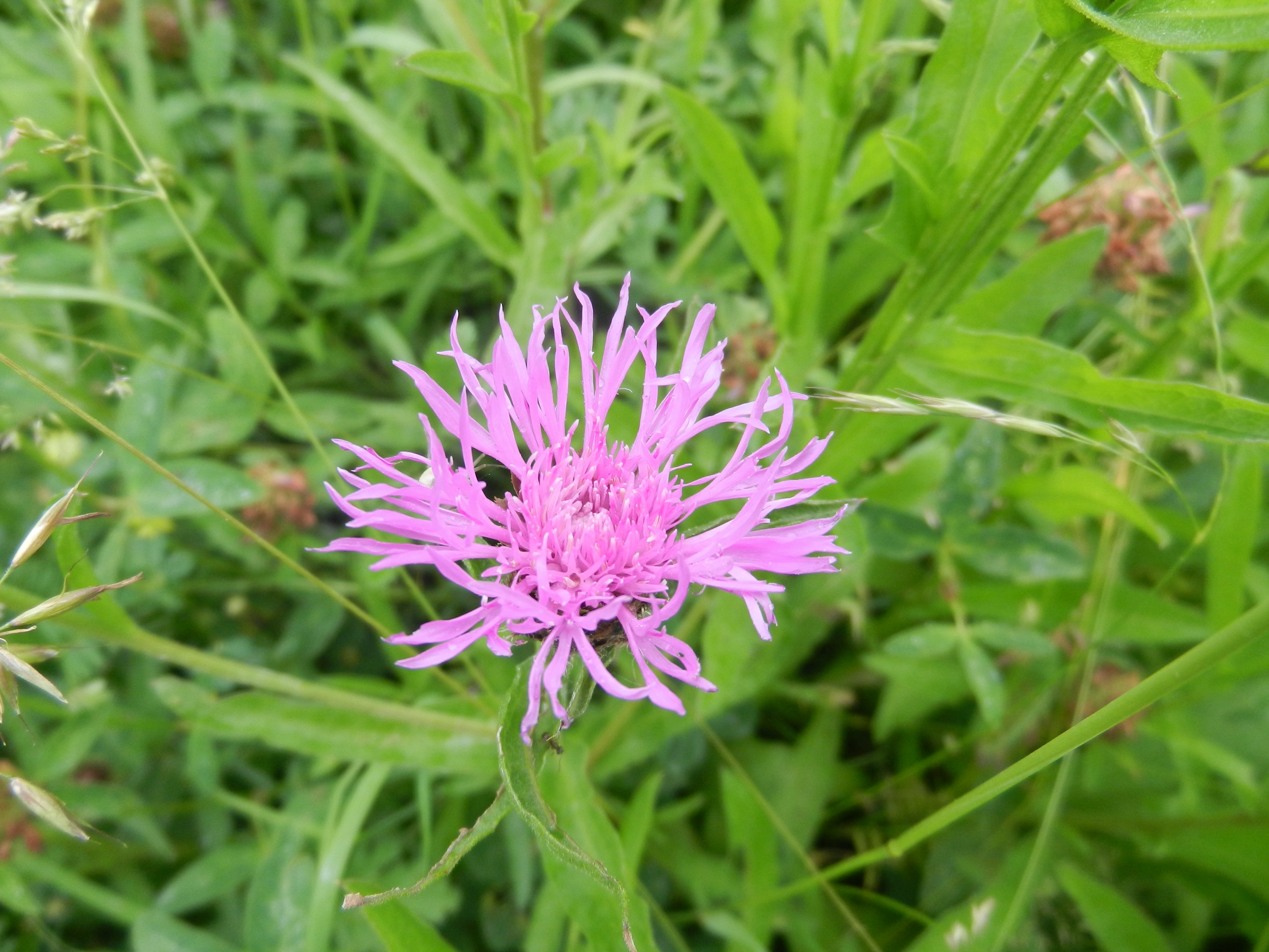 Fleur de centaurée violette, symbole de la biodiversité que nous préservons
